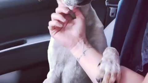Puppy Says "Thank You" Minutes After Being Rescued