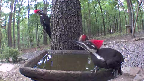 Thirsty pileated woodpecker family