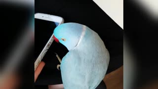 Talking Parrot and His Phone