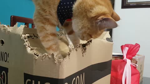 Cat Shreds Cardboard Box Like It's His Prey!