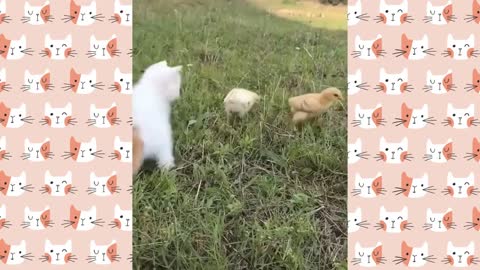 Cute kitten plays around with little chicken