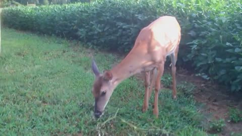 Friendly Doe Asking For Cudles, Must Watch!