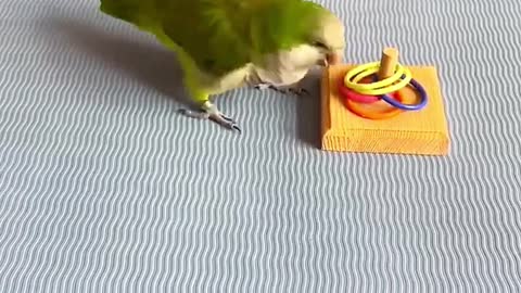 Smart bird