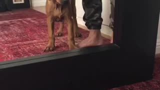 Dog confused at mirror