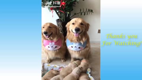 cute and funny pets compilations 2021 new viral compilations