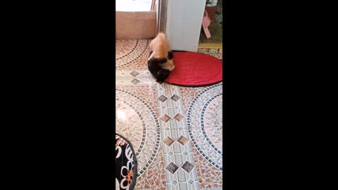 CAT: Cute Kittens Playing