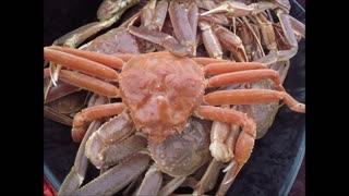 Orange snow crab