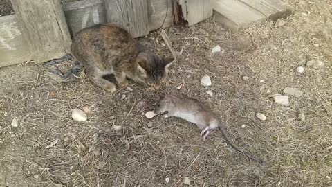 Rat was about to run. See how cat chased the mouse.