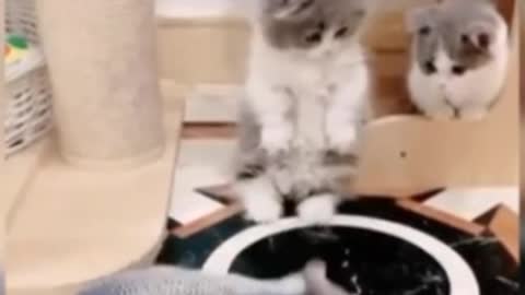 kittens fussing over things