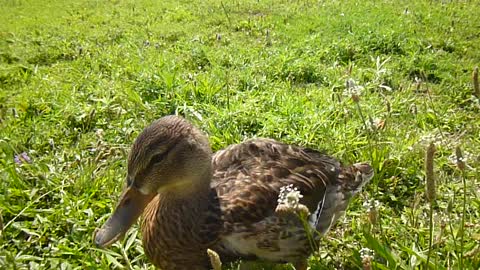 Lost duckling at the pond.