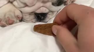 Bulldog Puppy Instantly Wakes Up At The Smell Of Treats