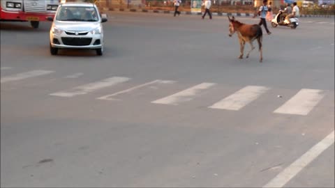 Donkey Struggles to cross a busy road.