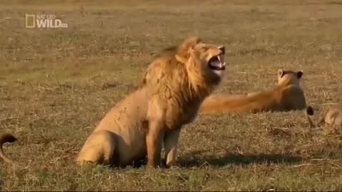 Lion fun