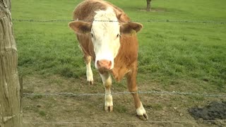A german Cow is wondering what she see. Video