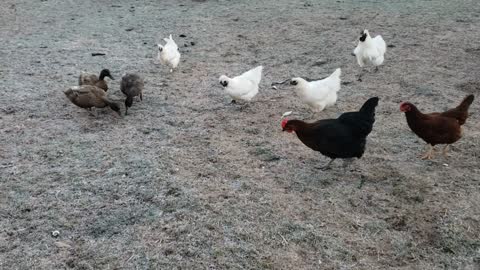Excited ducks and chickens run for treats