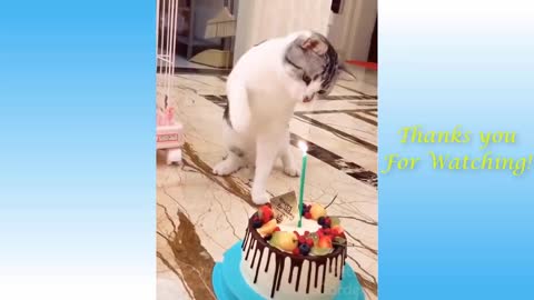 animals funny videos and cute pet