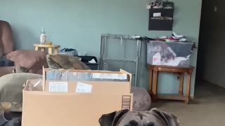 Dog catches food