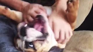 Bulldog puppy loves his tummy rubs