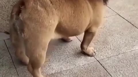 Funny dog video😂 #funny #cute