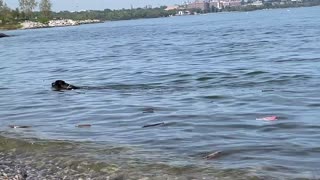 Pit Bulll Swimming (Toronto, Lake Ontario)