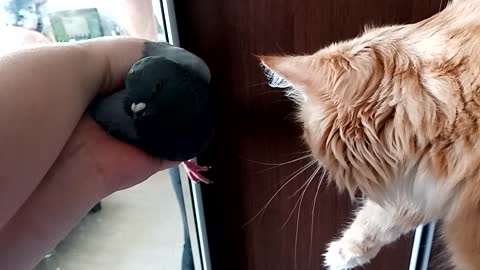 The cat first saw a pigeon live