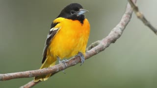 Baltimore Oriole Bird Singing - Oriole Bird Sounds, Oriole Bird Chirping