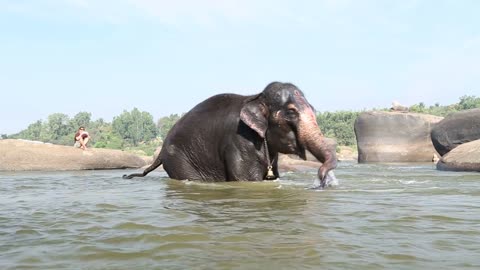 Beautiful playful elephant Lakshmi bathing in the river in Hampi