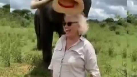 Elephant Take the hat off and hides from Women and gives it back when asked for Hat ( Funny )