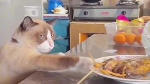 Funny and Cute Cats Videos #147
