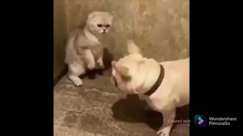 Cat & Dog Rumble