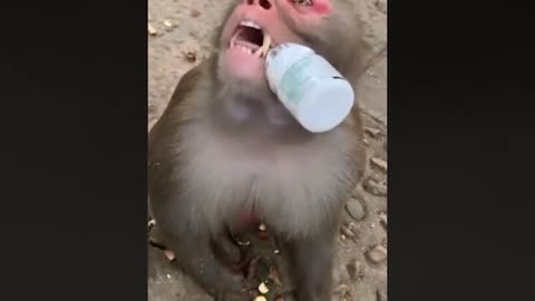 funny monkey video 11