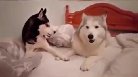 Two Dogs have a Fight, FUNNY & CUTE