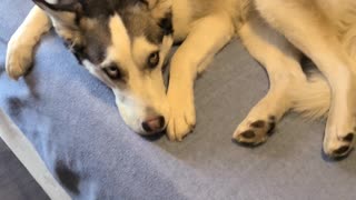 Husky Sneaks Onto Bed, Too Cute To Kick Off