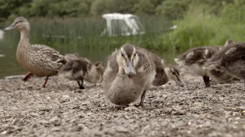 Duck on the water