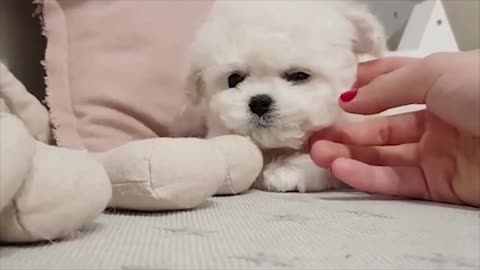 Cute dog playing and being cute