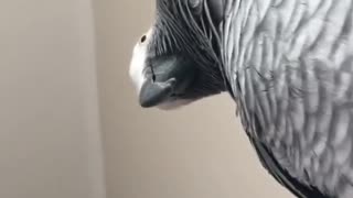 My parrot looking at you