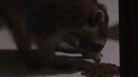 Raccoon eating dog food on pool deck