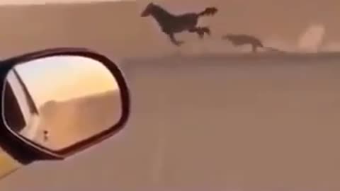 arabian horse race with cheetah.mp4