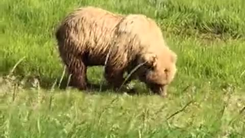 A little bear eating green grass and wandering around