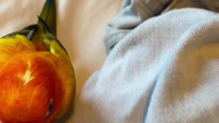 Considerate parrot loves to "help" mom with laundry