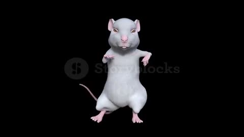 Rat dancing 😅😅