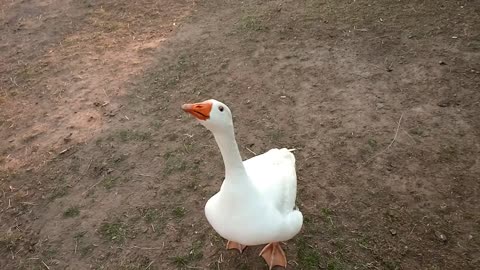Gorgeous Goose Comes When Its Called