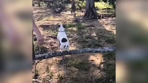 Jack Russell catching some serious air.