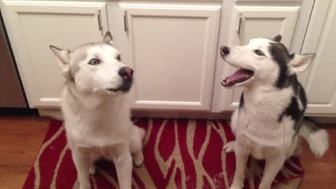 Desafinados huskies cantan la más graciosa canción de feliz cumpleaños
