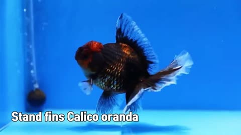 Goldfish kingdom Beautiful oranda