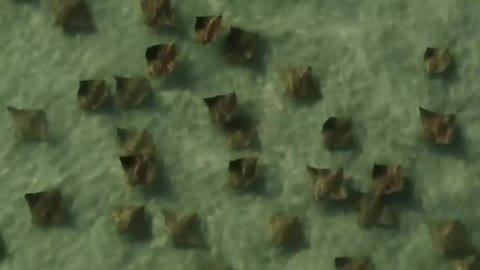 Group of Stingrays Passing Behind Him Off Florida Beach Fisherman Doesn't Notice