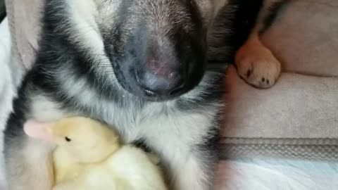 Rescued Dog and Duckling Become Best Friends