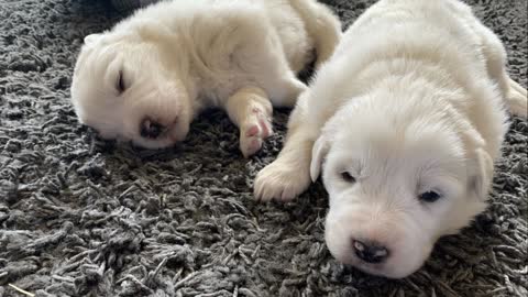 Our New Great Pyrenees