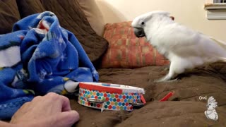 Cockatoo Tells Owner What a Hard Day He's Had