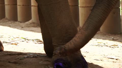 Elephant feet being heal with medicine. One is injured from human trap or bomb